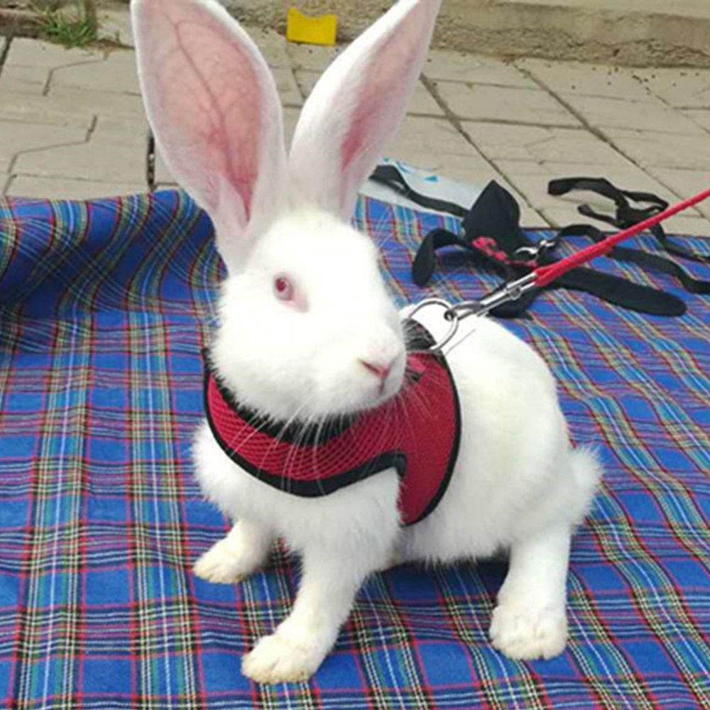Dây Dắt Thỏ AUGUSTINA Co Giãn Bảo Vệ An Toàn Chống Thoát Hiểm