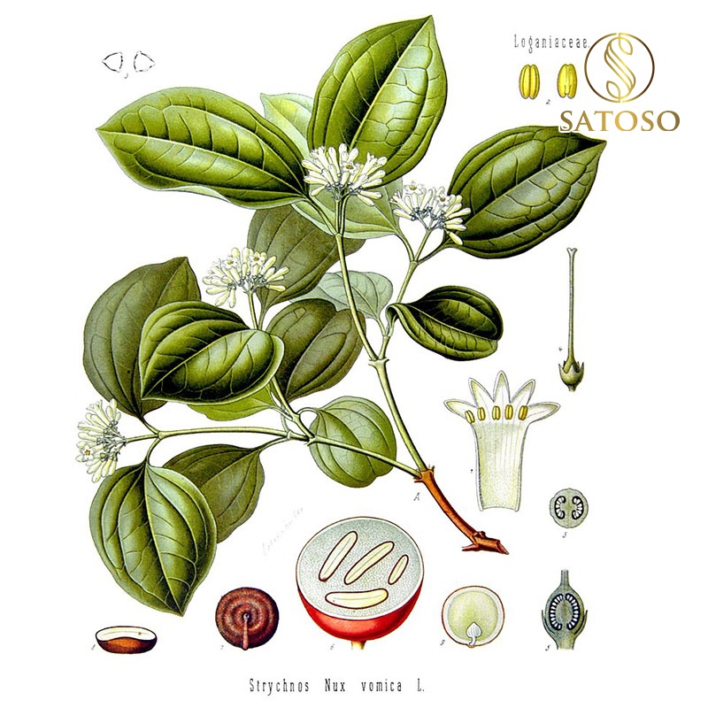 Hạt mã tiền khô thượng hạng giúp mạnh gân cốt, thông kinh lạc SATOSO 1kg SA60