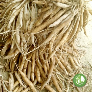 Củ Bách Bộ khô 1kg - ND104