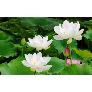 3 Hạt giống hoa sen Nhật