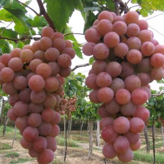 Nho đỏ Ninh Thuận