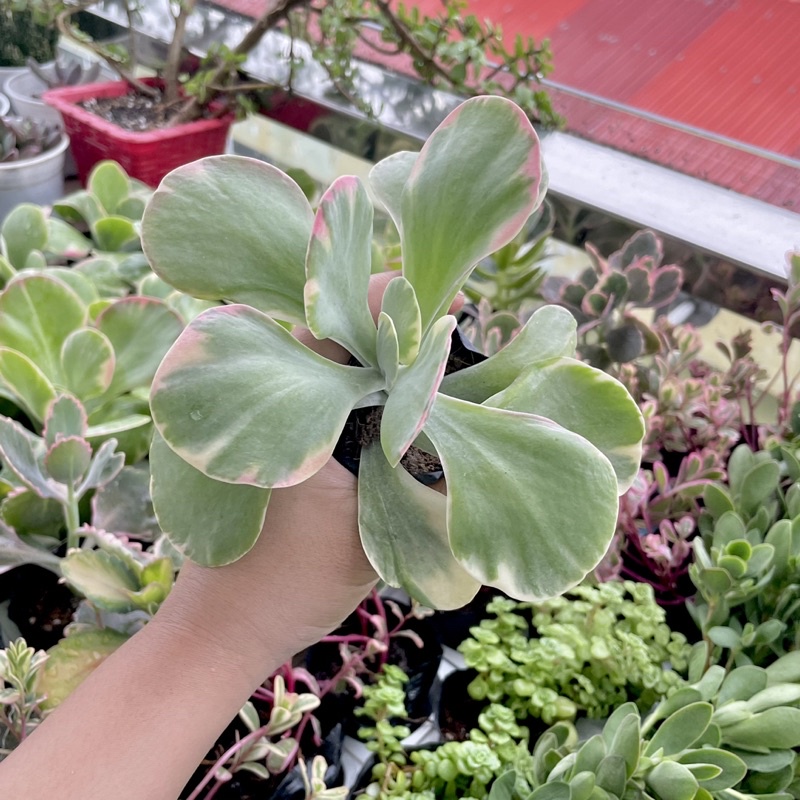 Sen Đá Cánh Bướm Var - size Bầu to - Tặng 1 sen Mini khi mua hoá đơn 100k
