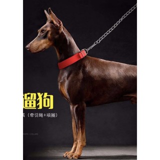 Dây Dắt Cho Chó Mèo Cao Cấp