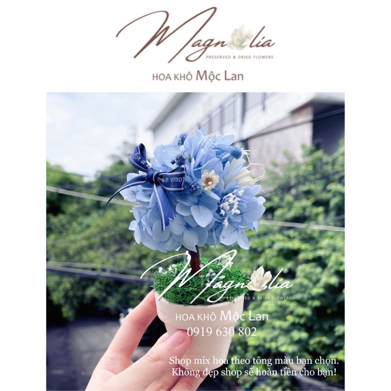 Chậu hoa khô mini Cẩm Tú Cầu bất tử nhiều màu sắc