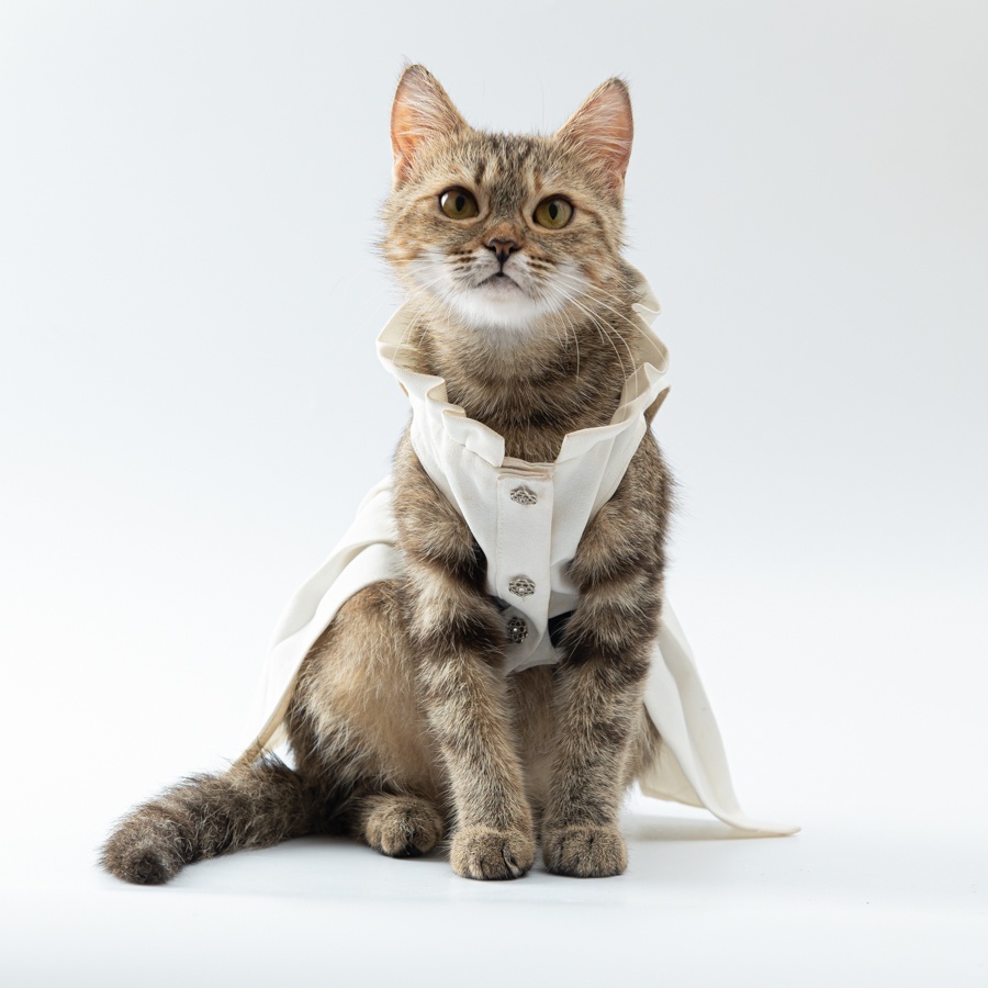 Váy công chúa hàng hiệu cho thú cưng - SaboCoco - Emi dress