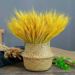 Sỉ 25k -100 Bông Lúa Mạch Vàng Khô Decor Trang Trí Sét 100 bông