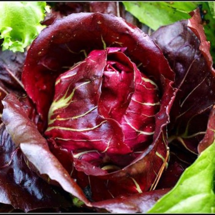 Xà lách búp đỏ Rado 325