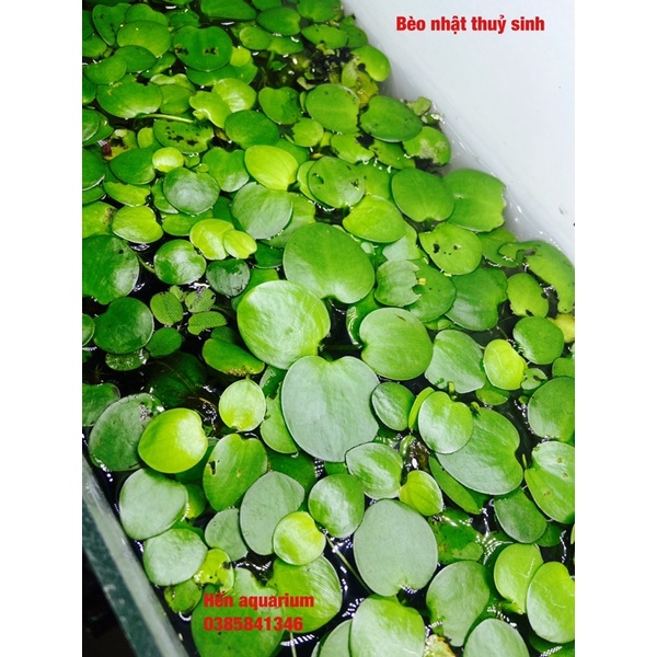 Bèo nhật thuỷ sinh - Trang trí - lọc nước - thả hồ tép combo 1️⃣0️⃣ k / 5 tai