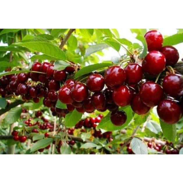 Cherry mỹ nhiệt đới  trồng được tại Việt Nam  - Nhà Vườn Khánh Võ