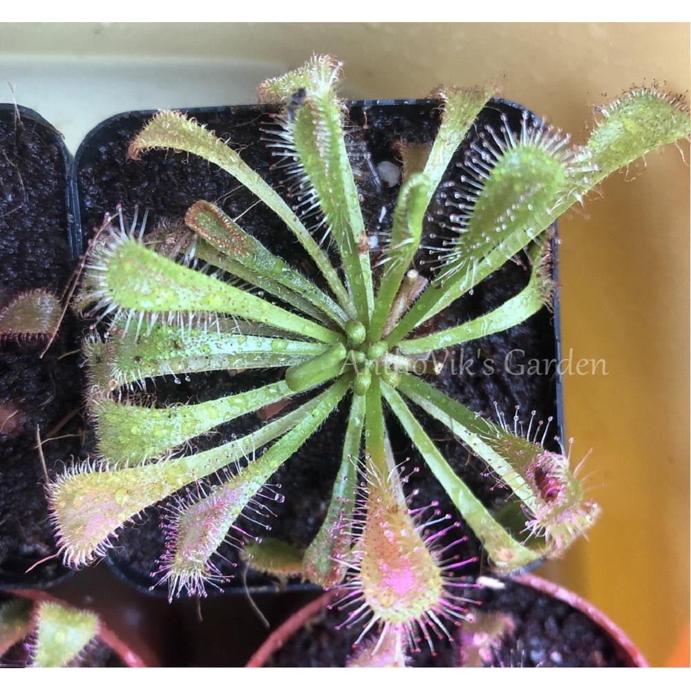 Cây bắt mồi gọng vó Drosera Snyderi dòng lai của Dielsiana và Nidiformis chuyên bắt côn trùng