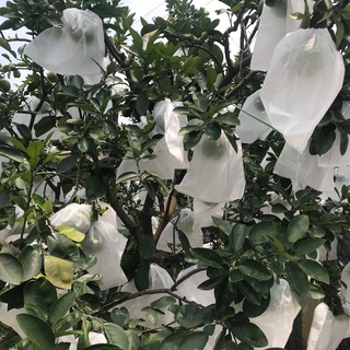 100 túi bao trái bưởi 25x30