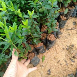 combo 2 Cây giống đỗ quyên
