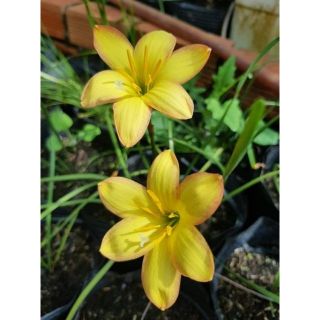 Huệ mưa size hoa  3k/củ