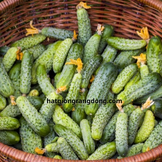 Hạt giống dưa leo bao tử 536