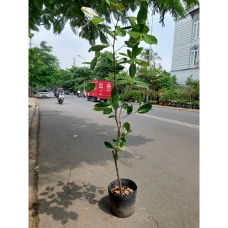 Cây 🌲 Mít Thái  1m6...đang trái