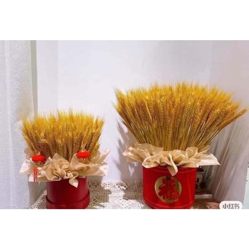 Bông Lúa Mạch Vàng Chưng Ngàn Năm ( 100 Bông)