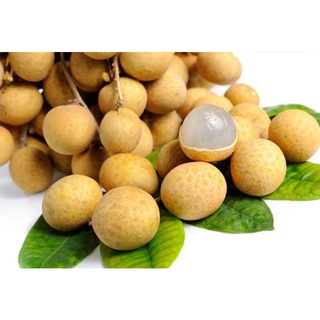 Nhãn xuồng miền tây