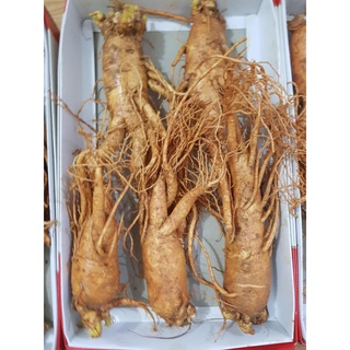 Nhân Sâm Hàn Quốc dùng ngâm mật ong bồi bổ sức khỏe. Loại 5 củ 1Kg
