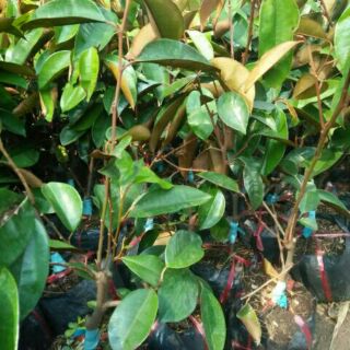 Cây vũ sữa tím 15 tháng cho quả tặng kèm túi phân