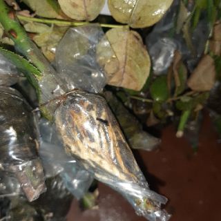 Cành chiết đẹp mới cắt