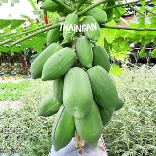 1 trái đu đủ xanh nấu canh 700g-800g, đu đủ sạch vườn trồng - vườn ươm thái ngân