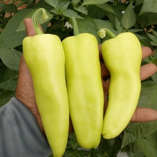 Combo 2 gói Hạt giống ớt đùi gà Manga Thái_ Ớt cay, Nảy mầm 98% dễ trồng