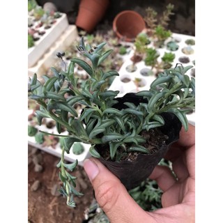 hoa đá cá heo mini kute