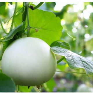 Hạt giống Dưa Lê Bạch Tuyết - 20 Hạt