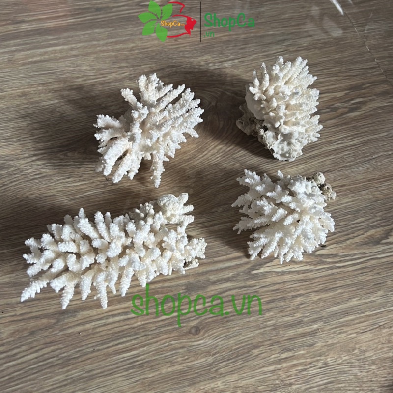 San Hô Bông Trang Trí Hồ Cá - Giúp Tăng Ph Nước Giếng