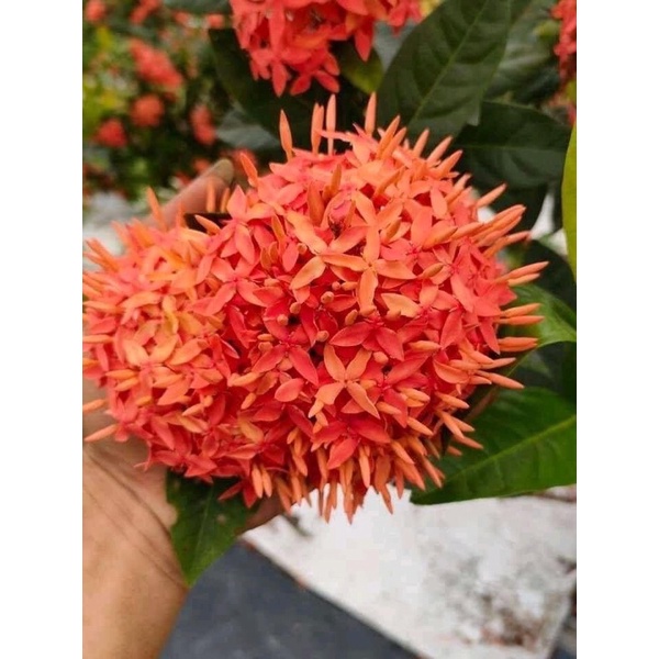 Cây mẫu đơn ta 1 thân cao 80cm-1m