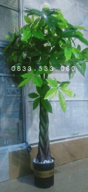 Cây kim ngân kim tiền cao 1m5 - Cây giả trang trí nhà cửa, văn phòng, decor