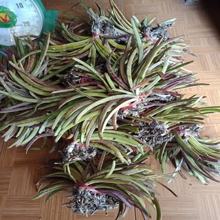 CÂY LAN ĐUÔI SÓC TÍM RỪNG LÀO