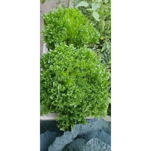 Hạt Giống Xà Lách Thuỷ Tinh Thái Lan
