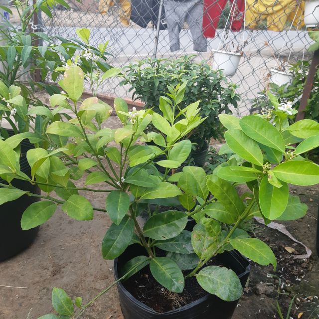 Cây chanh bắc