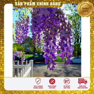 5 Hạt giống Tử đằng (tặng gói Kích nẩy mầm và Hướng dẫn) VIETSEED