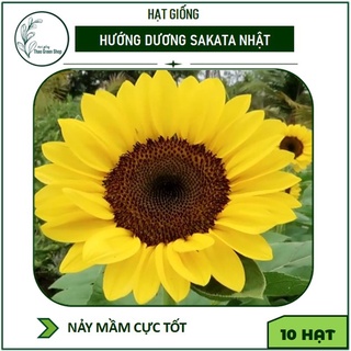 Hướng dương cắt cành vàng nhị nâu Nhật Bản - 10 hạt