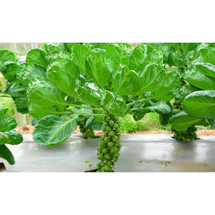 Hạt giống bắp cải tí hon