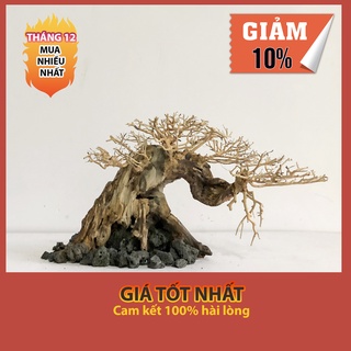 Lũa thuỷ sinh - bonsai mini linh sam ghép tán xương