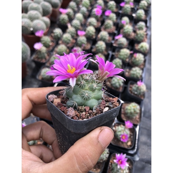 Xương Rồng Escosbaria Size Chậu 5.5 cm, 1 đổi 1