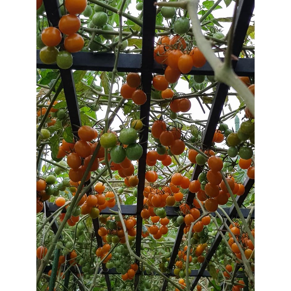 Combo 3 loại cà chua trái cây chịu nhiệt trồng mùa hè - tỷ lệ nảy mầm 95%
