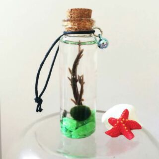 Marimo Tảo Cầu Nhật Bản