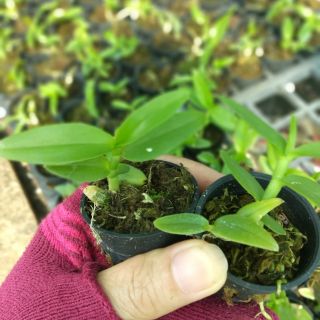 Trầm trắng cây giống