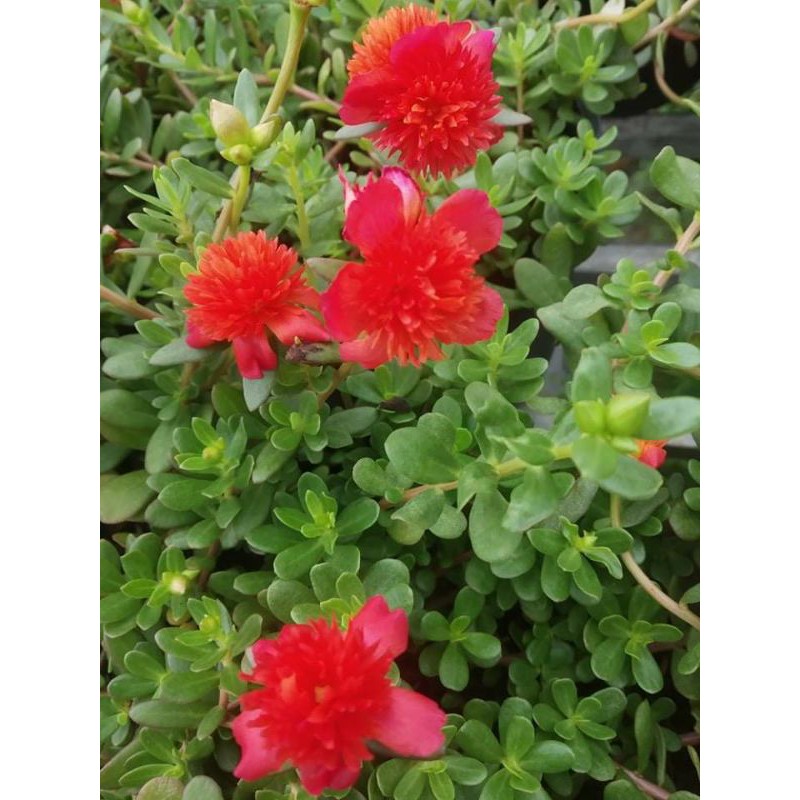 Hoa Mười Giờ Thái đủ màu
