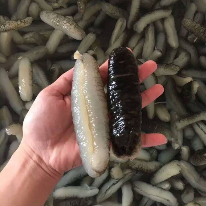 Hải sâm khô Úc ( 100g size 10 - 12 con ) | BigBuy360 - bigbuy360.vn