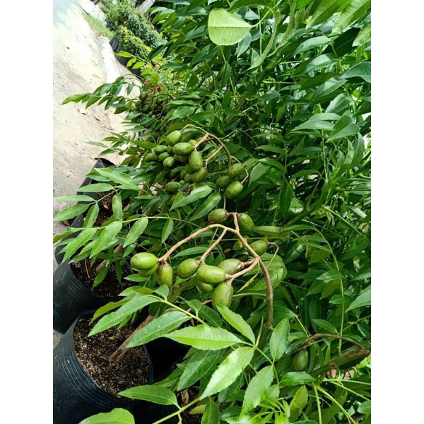 Cóc thái lùn trồng chậu
