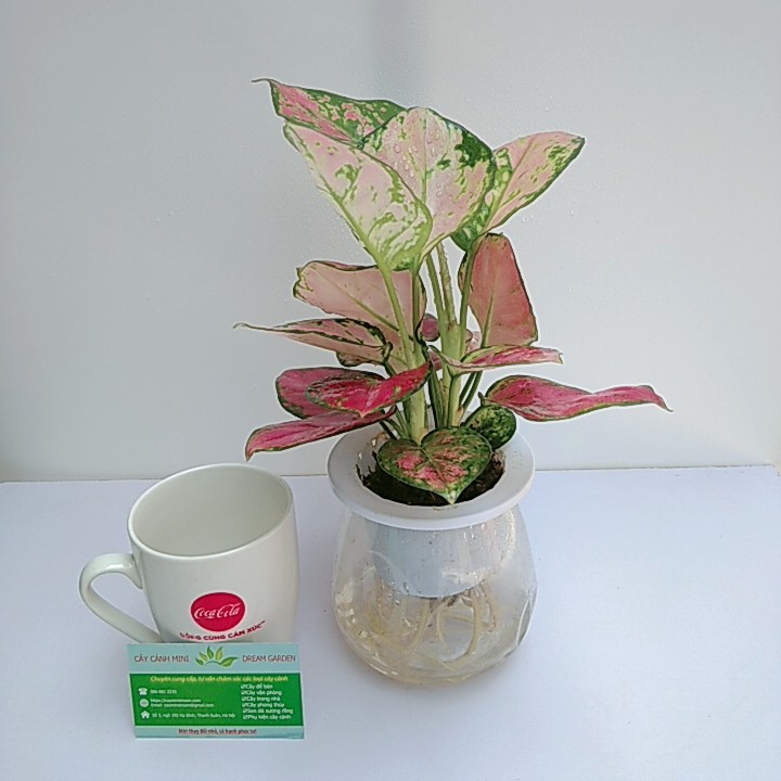 Cây Vạn Lộc Thủy Sinh Để Bàn