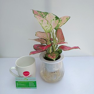 Cây Vạn Lộc Thủy Sinh Để Bàn