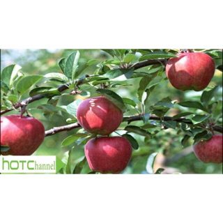 Cây táo lùn trồng chậu ra quả sau 8 tháng