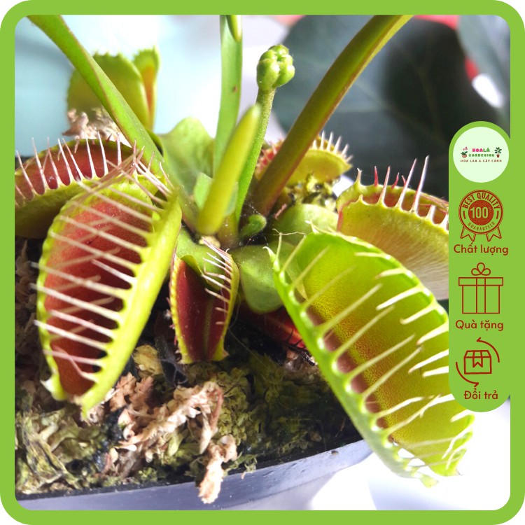 Cây bẫy kẹp bắt mồi venus flytrap kèm chậu (chậu 6-9 kẹp, tặng kèm đất trồng)