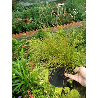 Cây liễu hoa đỏ - cây kiểng dễ chăm dế sống - DINH DƯỠNG TỰ NHIÊN Shop